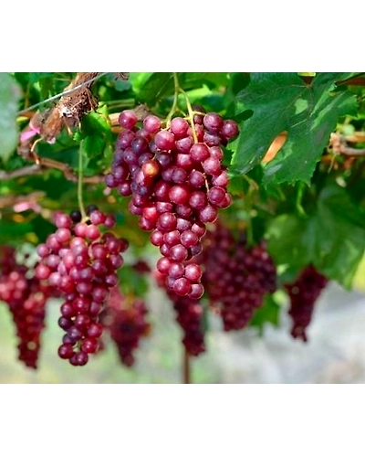 Flame Grapes-1