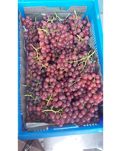 Flame Grapes-2