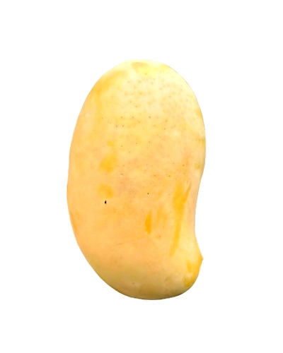 Export Quality Jumbo Kesar Mango-1
