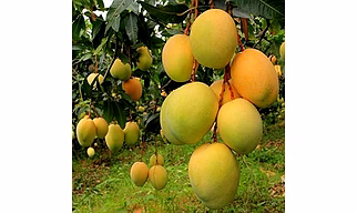 Export Quality Alphonso Mangoes