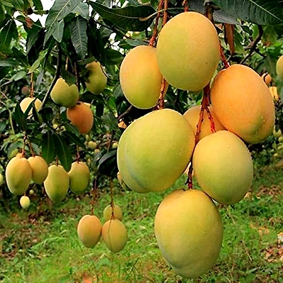 Export Quality Alphonso Mangoes
