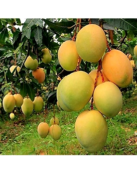 Export Quality Alphonso Mangoes