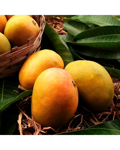 Export Quality Alphonso Mangoes-2