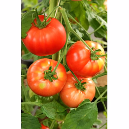 export quality tomato
