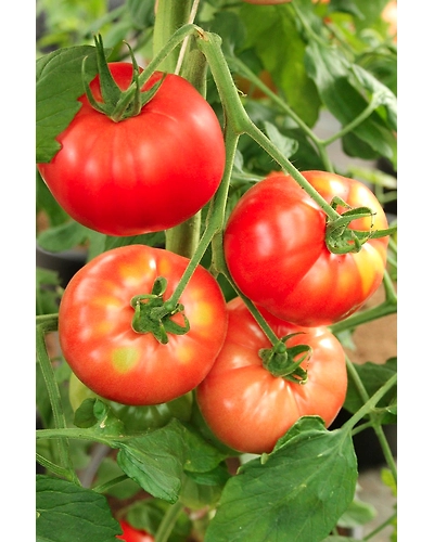 Export Quality Tomato-3
