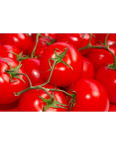Export Quality Tomato-5