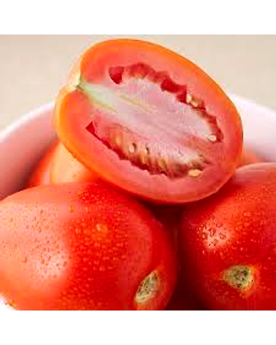 Export Quality Tomato-4