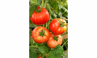 Export Quality Tomato