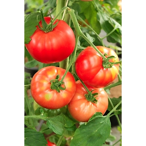 Export Quality Tomato
