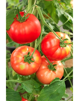 Export Quality Tomato