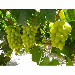export quality thompson/white grapes
