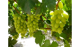 Export Quality Thompson/White Grapes