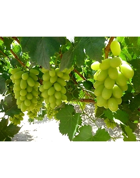 Export Quality Thompson/White Grapes