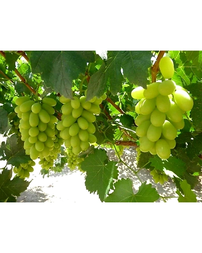 Export Quality Thompson/White Grapes-12712963
