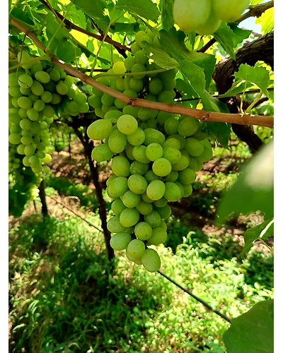 Export Quality Thompson/White Grapes-2