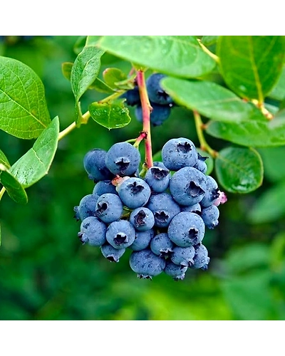 Export Quality Blueberries-2