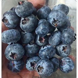 export quality blueberries