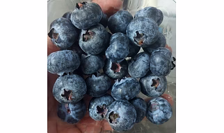 Export Quality Blueberries