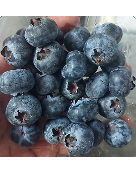 Export Quality Blueberries
