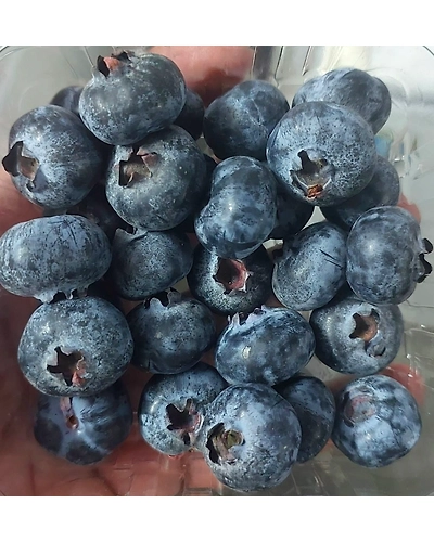 Export Quality Blueberries-12712985
