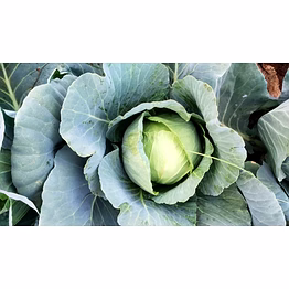 export quality cabbage