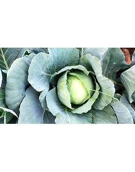 Export Quality Cabbage