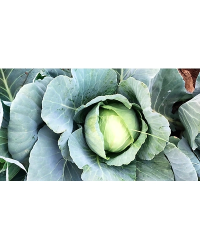 Export Quality Cabbage-12713553