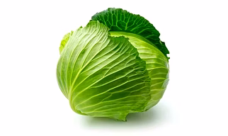 Export Quality Cabbage