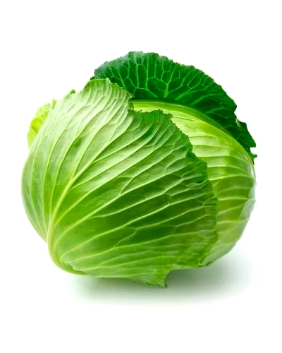 Export Quality Cabbage-1