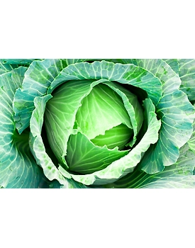Export Quality Cabbage