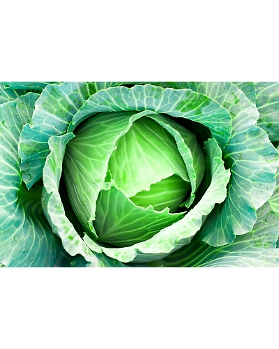 Export Quality Cabbage-2