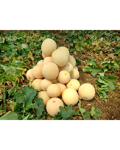 Export Quality Muskmelon-2