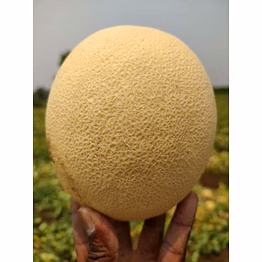 export quality muskmelon