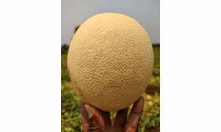 Export Quality Muskmelon