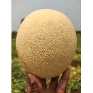 Export Quality Muskmelon
