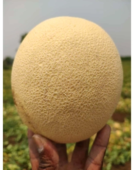 Export Quality Muskmelon