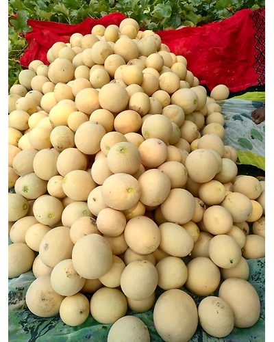 Export Quality Muskmelon-1