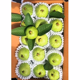 export quality guava