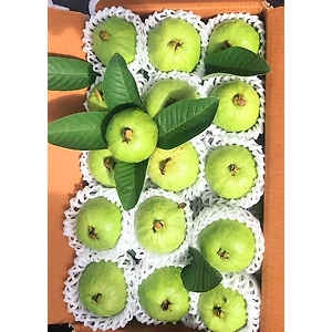 Export Quality Guava