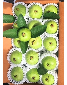 Export Quality Guava