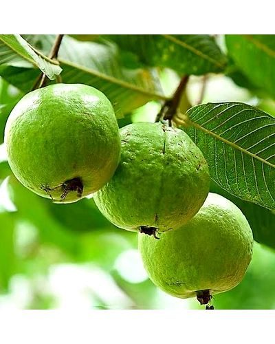 Export Quality Guava-2
