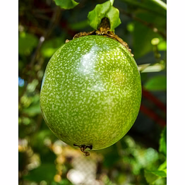 export quality passion fruit