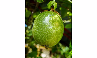 Export Quality Passion Fruit
