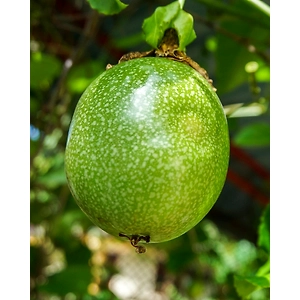 Export Quality Passion Fruit