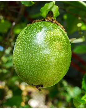 Export Quality Passion Fruit