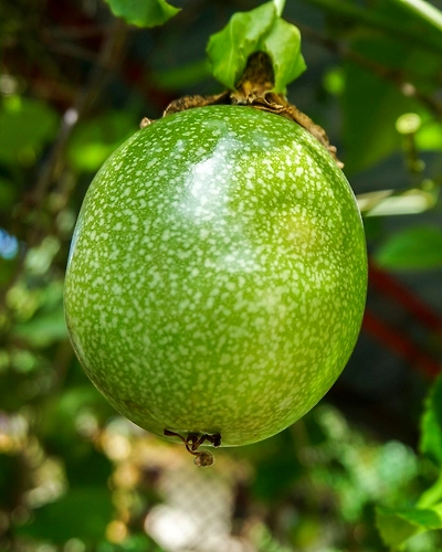 Export Quality Passion Fruit-12714329