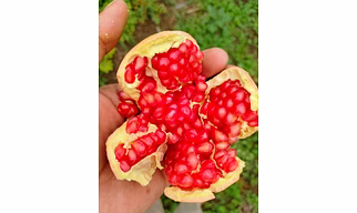 Pomegranate