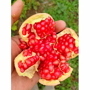 Pomegranate