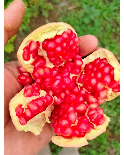 Pomegranate-12742143