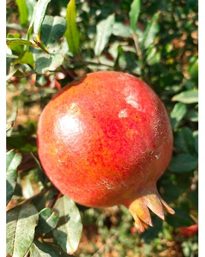 Pomegranate-1